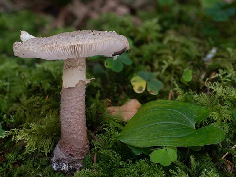 Amanita rubescens var. annulosulphurea